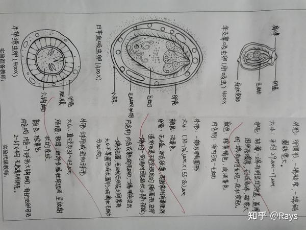 寄生虫手绘图 - 知乎