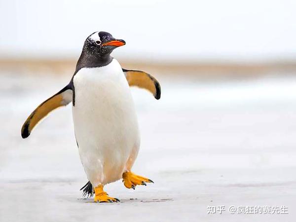 南极这么冷,也不会穿鞋,企鹅的脚为什么不会被冻伤?