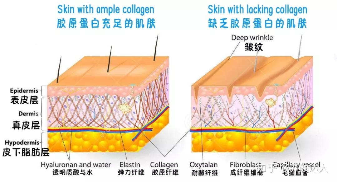 胶原蛋白这样吃,可以让你年轻十岁!