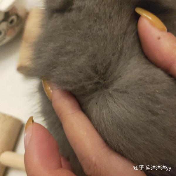 刚买回来的奶猫毛发里有白色和黑色颗粒请问是跳蚤么?