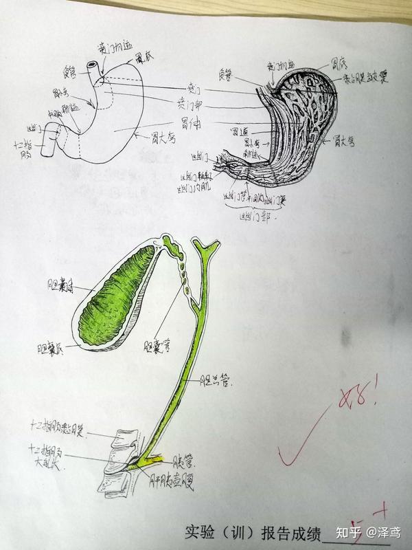 消化系统 绘图:(1)胃的形态和分部             (2)胆囊与输胆管道