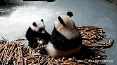 糊你一脸,蠢东西