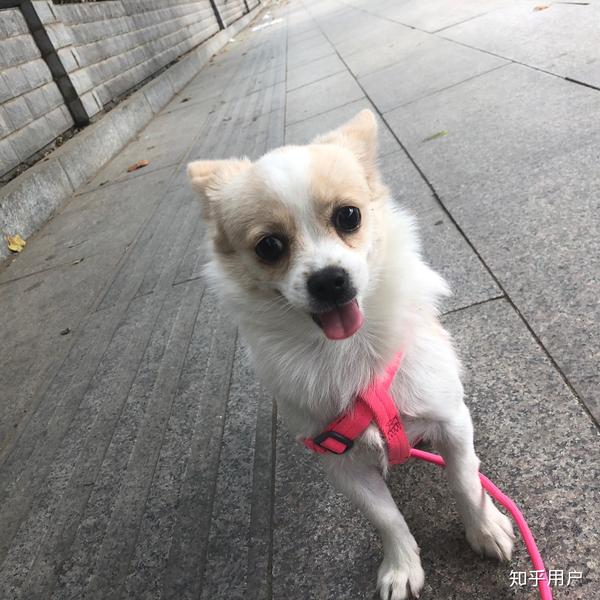 串串狗的颜值可以多高?