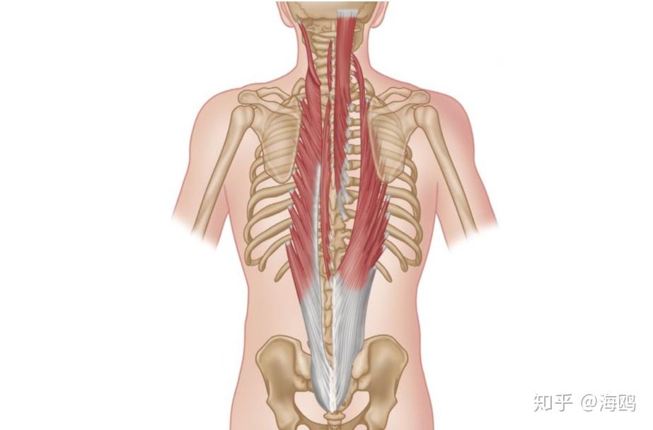 瑜伽解剖竖脊肌让我们直立行走的英雄肌肉