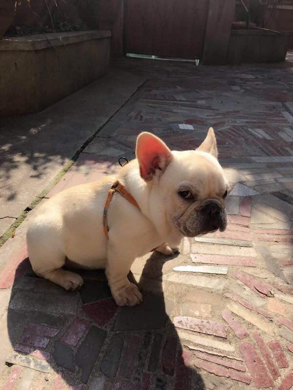有什么有钱人都喜欢斗牛恶霸八哥这些长的丑的犬?