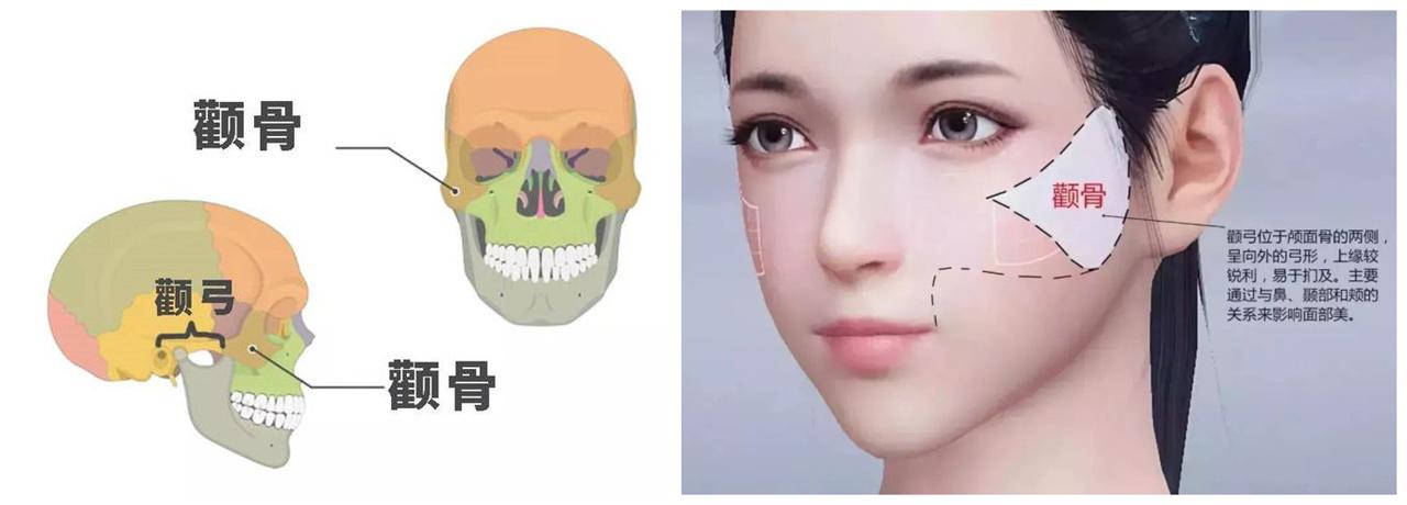 颧骨在脸部靠外侧的更前方,当以45度视角方向来看脸,颧骨体的弧度决定