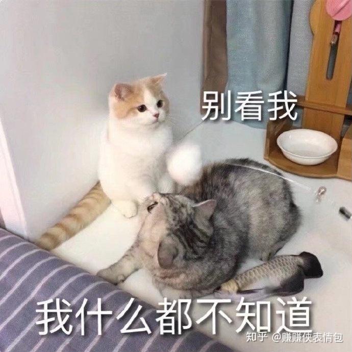 最新表情包图片骗你我是小猫咪