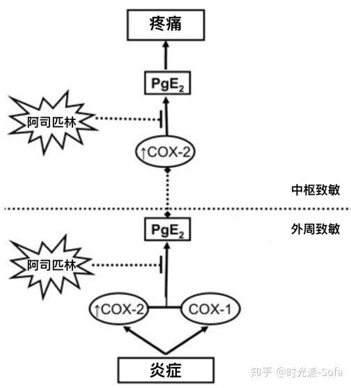 阿司匹林药效大多 源自对环氧化酶(cox, 分为cox-1和cox-2)的抑制作用