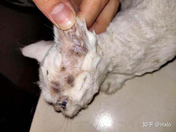 这是猫藓还是猫疥螨