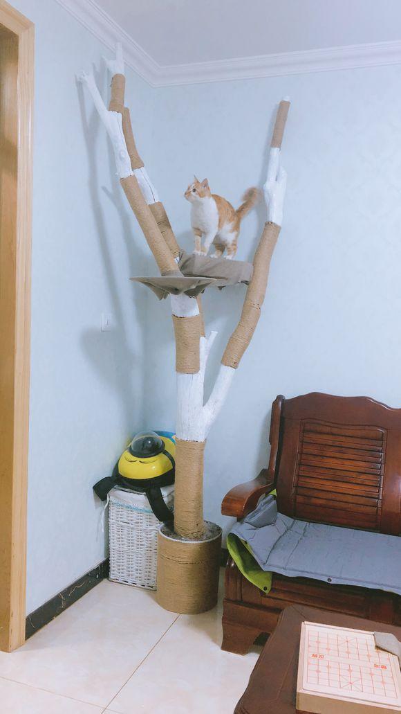 原来有朋友用废弃的树枝给家里猫咪做了个天然的又高又大的猫爬架