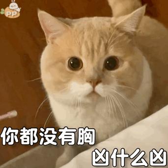 网红猫表情包白色的猫一脸懵的表情包萌萌哒的猫咪表情包来一波