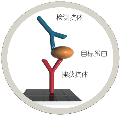 编辑策划 2 人 赞同了该文章  双抗夹心法原理示意图 艾美捷科技为您