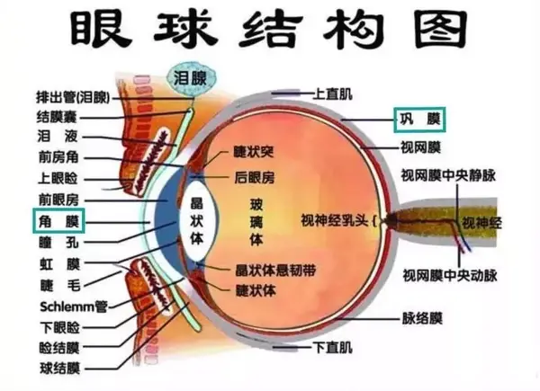 眼球的角膜,巩膜和人体体内的器官表面一样,是没有冷热感受器的.