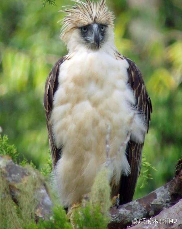 菲律宾的国鸟——食猿雕