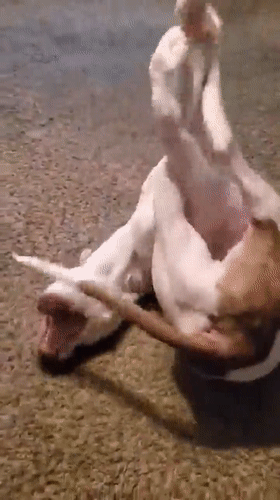 然后努力的用嘴巴去咬尾巴……这就是瑜伽高手呀.