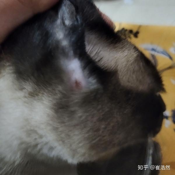 猫咪这样是长藓了吗?