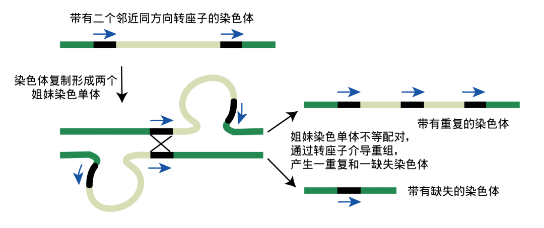 来了解下在这个试验中一个极其重要的指标逆转录转座子line-1的拷贝数