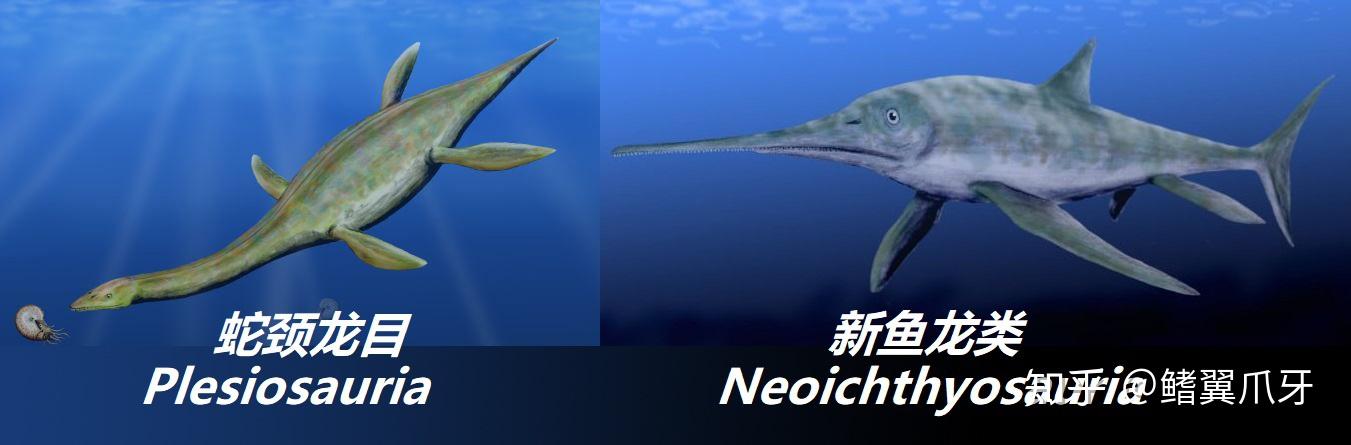 本期会涉及的成员:上龙科(非海猎龙类:海洋龙属(thalassiodracon)