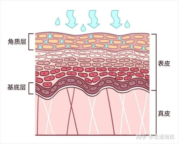 角质层过度水合,细胞变得松散杂乱 尤其是一旦皮肤「过度补水」2～3