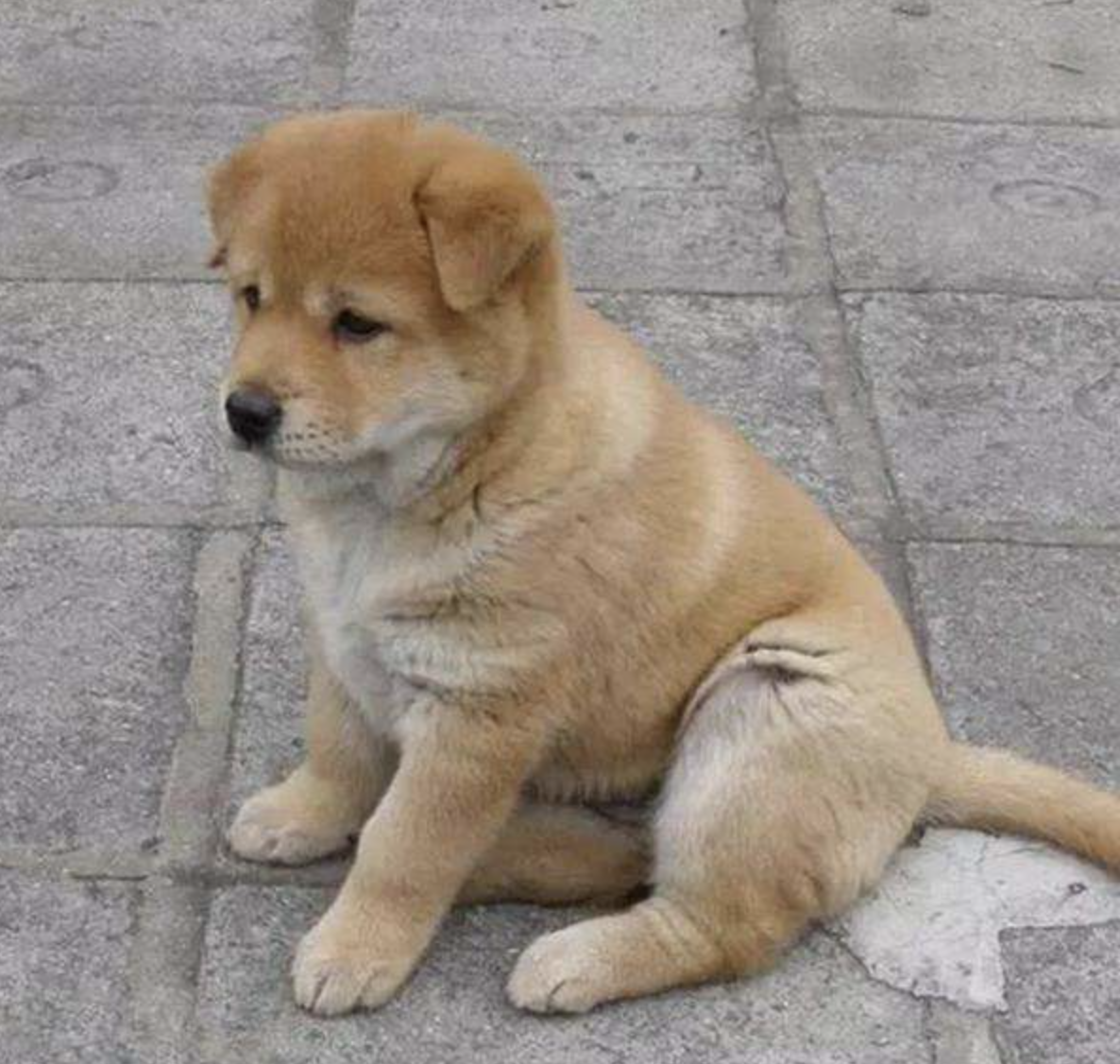 反对将"国犬"中华田园犬列入禁养名录