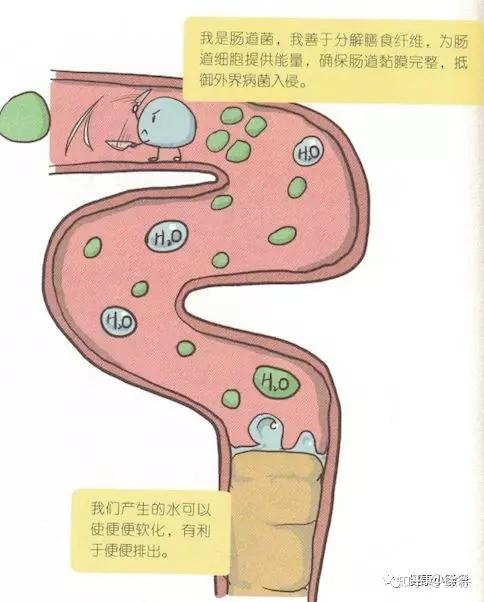 例如:肠道菌群附着在肠道内壁表面的黏膜层之上,构成了一层由细菌构成