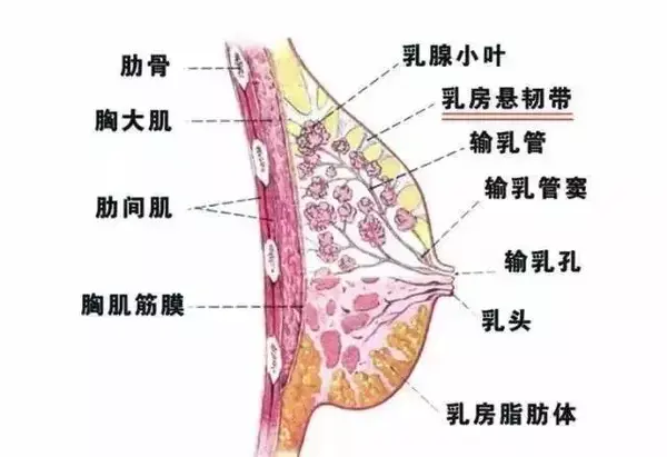 内衣穿不对,患乳腺病的比例会比别人高出20倍!