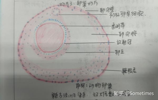 组胚红蓝铅笔绘图