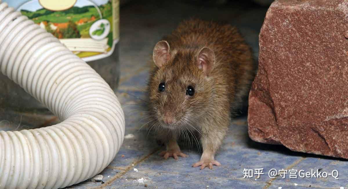 生物入侵从一盘麻辣小龙虾说起