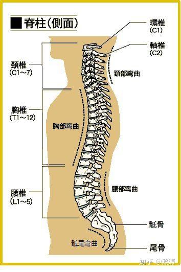 脊椎的正常生理曲度