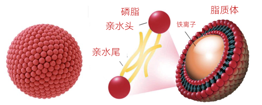 在唐氏综合症小鼠模型中,给予特殊的脂质可防止记忆丧失和炎症