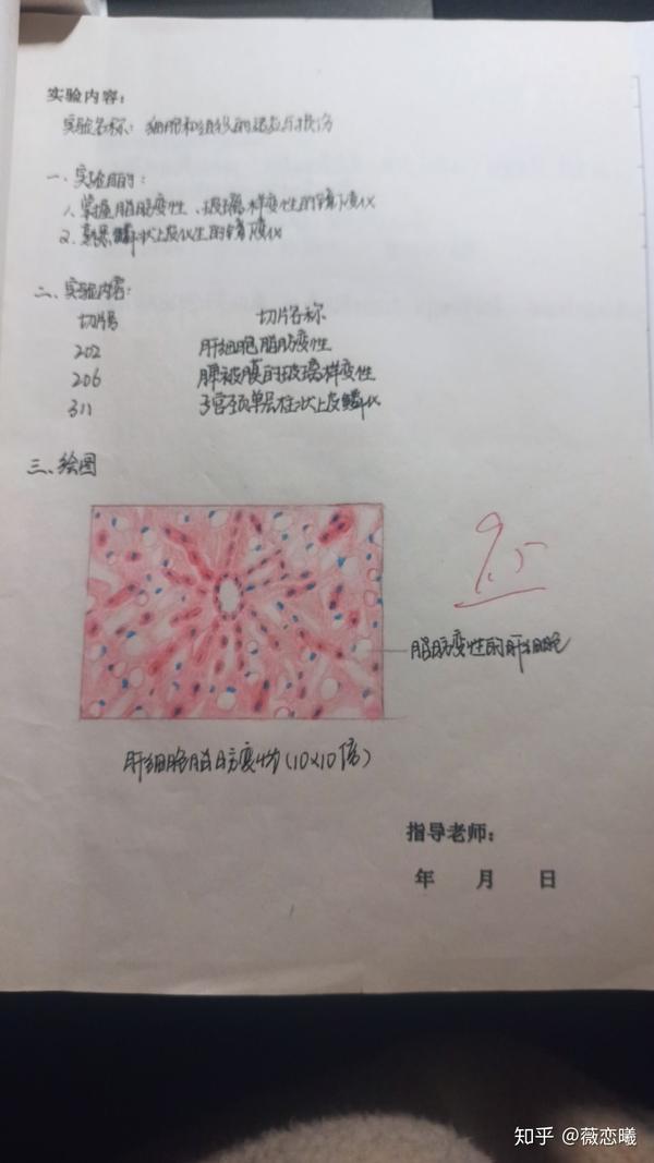 病理学实验报告