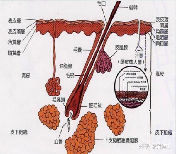 头发是由头皮底层的毛母质细胞分化而成,毛乳头与诱导和维持头发的