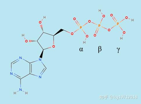 atp在提供能量时可分解为adp或amp.