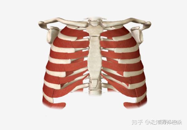 肌束方向和作用与肋间内肌相同. 4,胸横肌:位于胸前壁的内面.