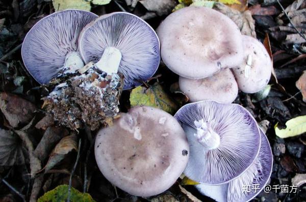 紫丁香蘑是药食两用菌菇,菌肉细软,气味香浓鲜美,名列十大受欢迎食用