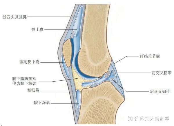 膝关节解剖及常见损伤