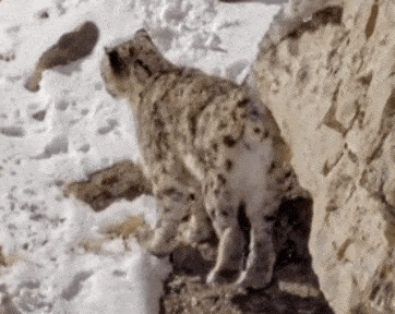 5高分预警,大型吸猫现场让你一本满足!