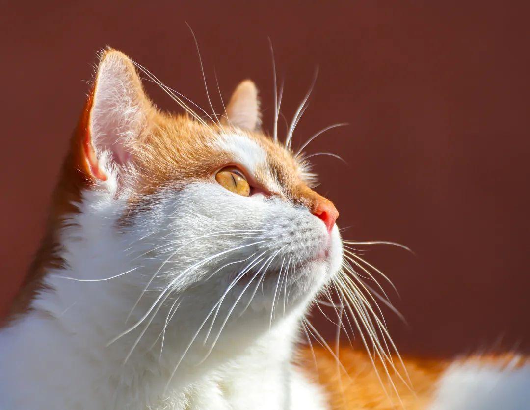 猫咪眼睛的不同颜色都是怎么来的?