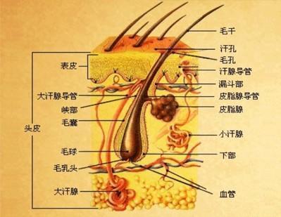 各位大佬 能不能判断一下我掉发的类型?