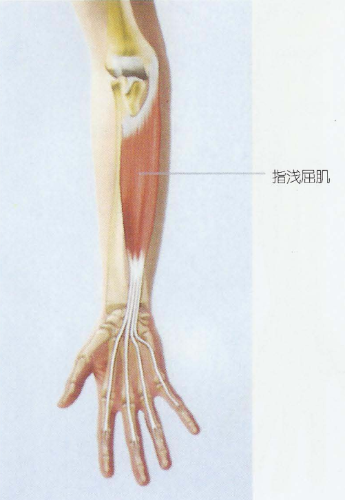 第007期:认识你的肌肉之上肢肌:前臂肌