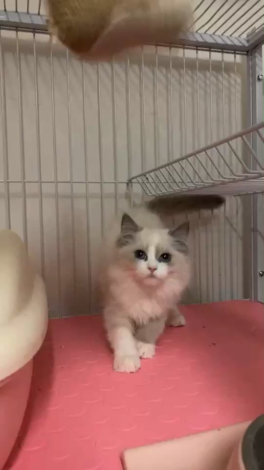 如何挑选蓝双布偶猫?