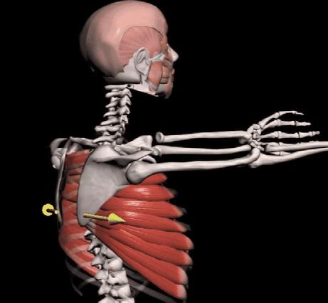 体态矫正肩关节功能紊乱的元凶之一前锯肌的影响与训练方法