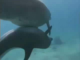 水中泰迪海豚的丰富杏生活