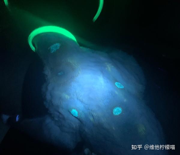 猫咪得了猫癣怎么办诱因治疗方法