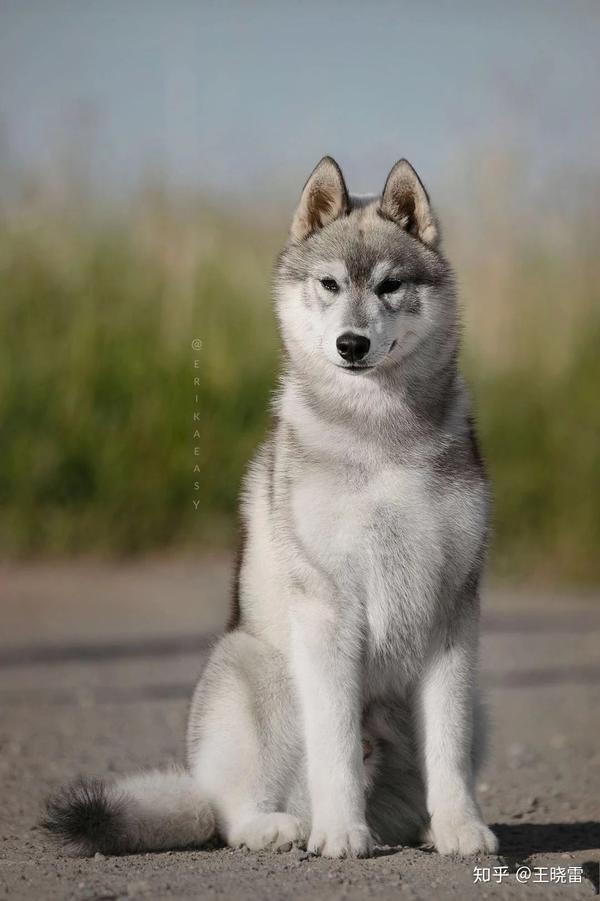 哈士奇为什么不适合做警犬?