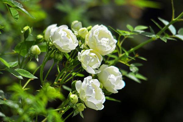 洁白无瑕,芬芳馥郁的木香花如何养护?