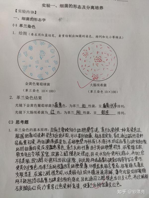 带一些红蓝铅笔图(大二下) 实验一,细菌的形态及分离培养