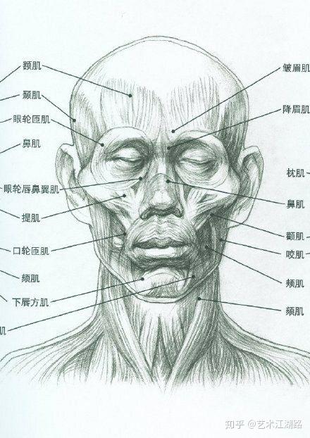 素描头像结构体块肌肉头骨