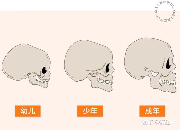 因此能轻易发现高低颅顶的区别——高颅顶看起来更低幼,低颅顶看起来