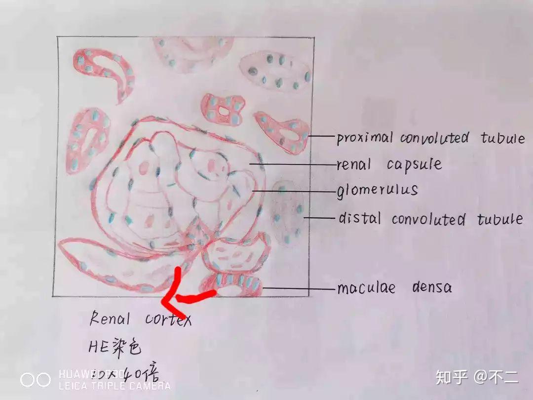 8,绘图:肾皮质迷路(肾小体,近曲小管,远曲小管,致密斑)7.小肠绒毛6.